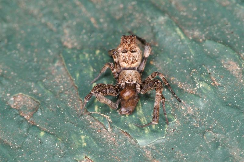 Uloborus_congregabilis_D7101_Z_90_Camping near sewage_Australie.jpg